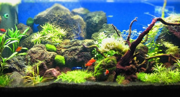 Aquascape